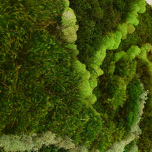 Moss Wall - Square